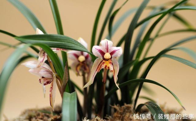 足够|兰花不开花是什么原因?只有4点,新手兰友一定要了解