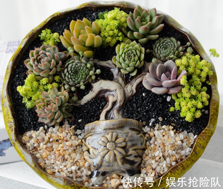 伤口|多肉长花箭该如何处理？除了剪掉，还要这么处理花箭和术后母株