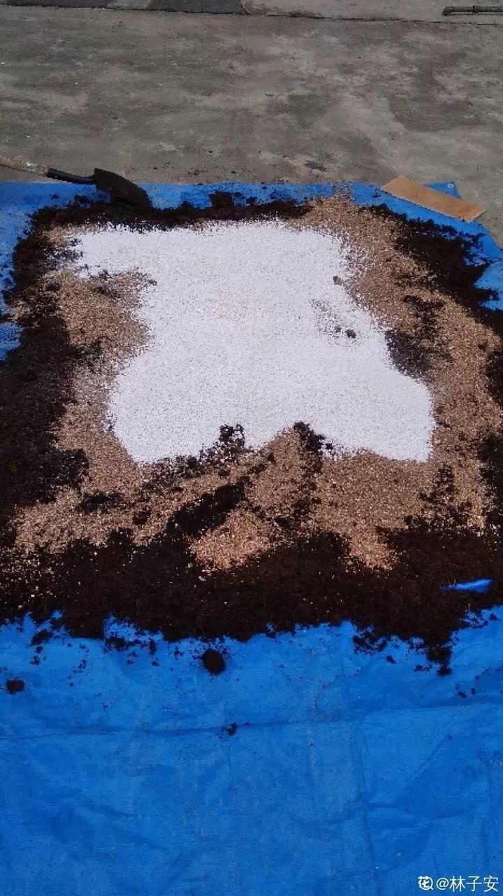 盆土硬成大疙瘩,浇点松土剂,立马软得像发糕!