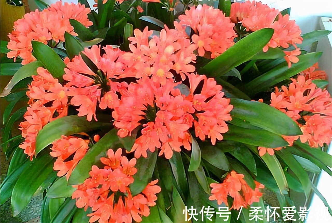 君子兰不出箭,1星期1勺零食,一盆开8朵,朵朵惊艳你