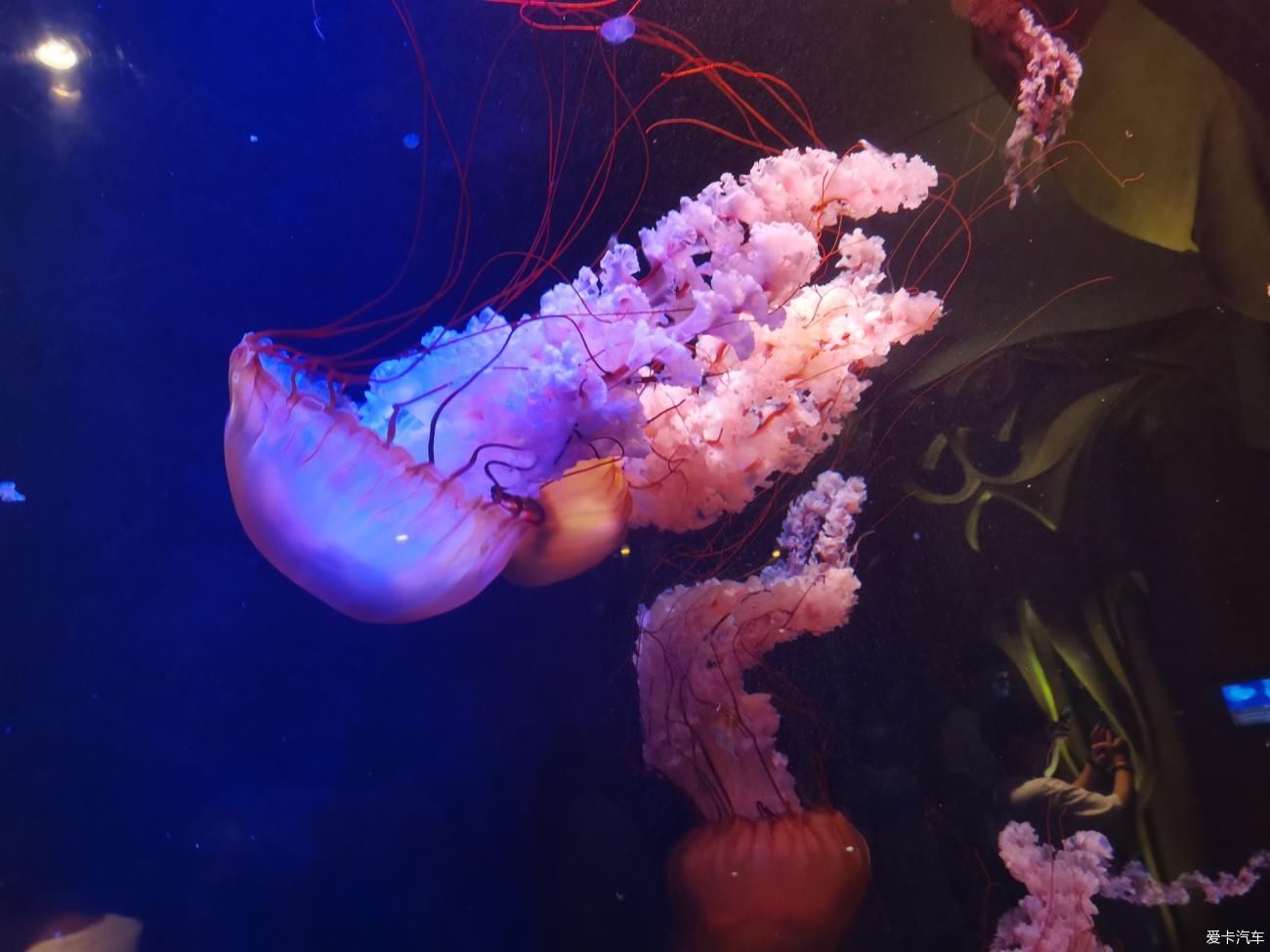 水族馆|游亚特兰蒂斯水族馆