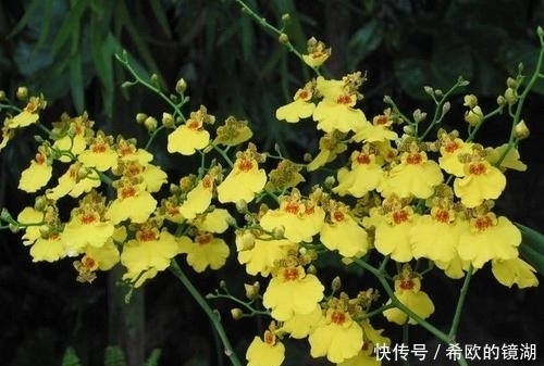 家里养这6种花,冻一冻开花更漂亮,冬天也有花赏!