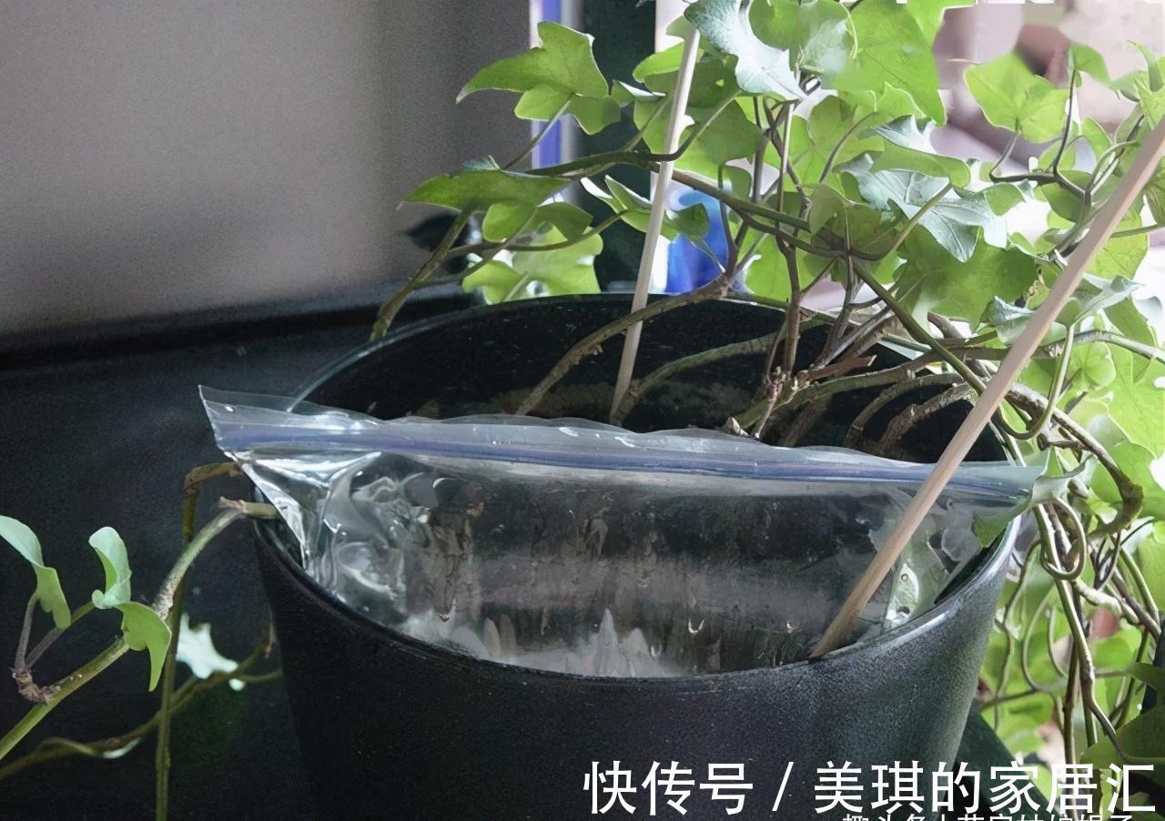 浇水|想要养好花先要养好根,根养好了,花儿才能长得旺,开花多