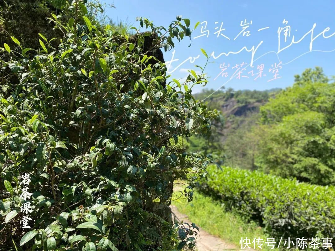 岩茶毛茶|岩茶毛茶，能喝出香清甘活吗？茶掌柜直言不讳：纯粹作秀而已