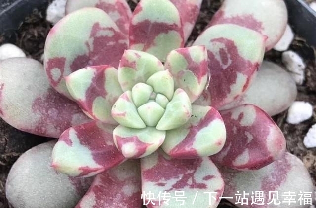 多肉植物|4种不常见却很美艳的多肉,我只养过2种,虽然贵但是不后悔