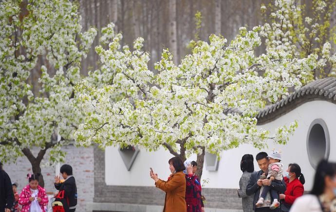 【组图】河北：梨花绽放 踏青赏花