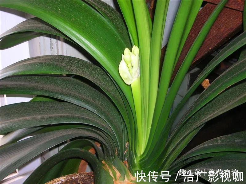 烂根|为啥很多朋友在家里养不好君子兰，有可能一开始就买错了