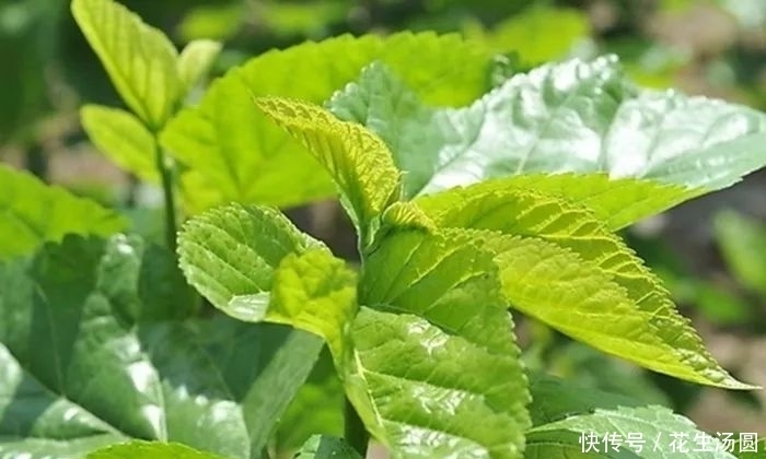 桑叶”植物之王“泡水喝好处多多,但2种人却不