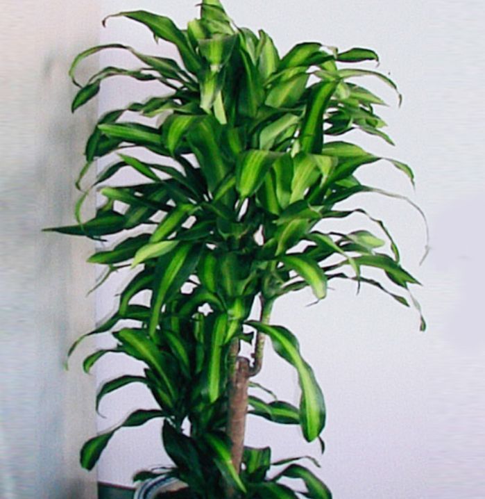 此款花卉便宜又好养，人养花，花也养人，越养家里越干净！