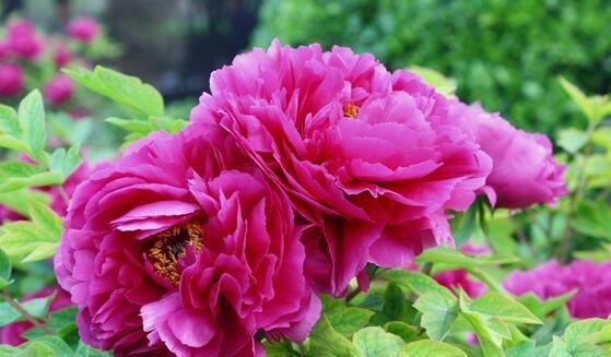 牡丹花的养殖方法,学会这几招,开花又大又美