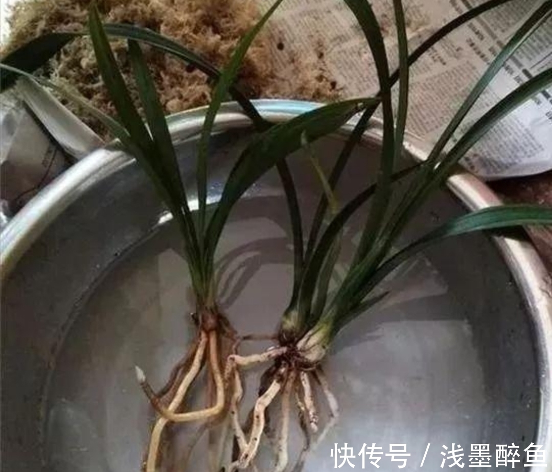 春天为兰花换盆,4个小细节不能忽视,不然难服盆,长势不旺