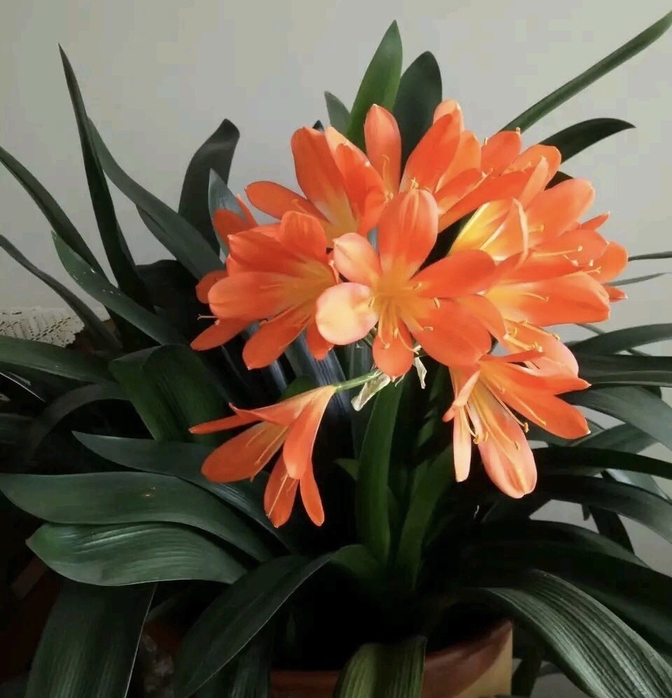 君子兰吃点“大补肥”,蹭蹭直冒“网格叶”,根系就像大白菜