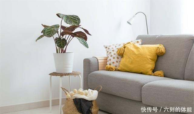 适合客厅养的三种花,寿命长寓意好,养护很简单!