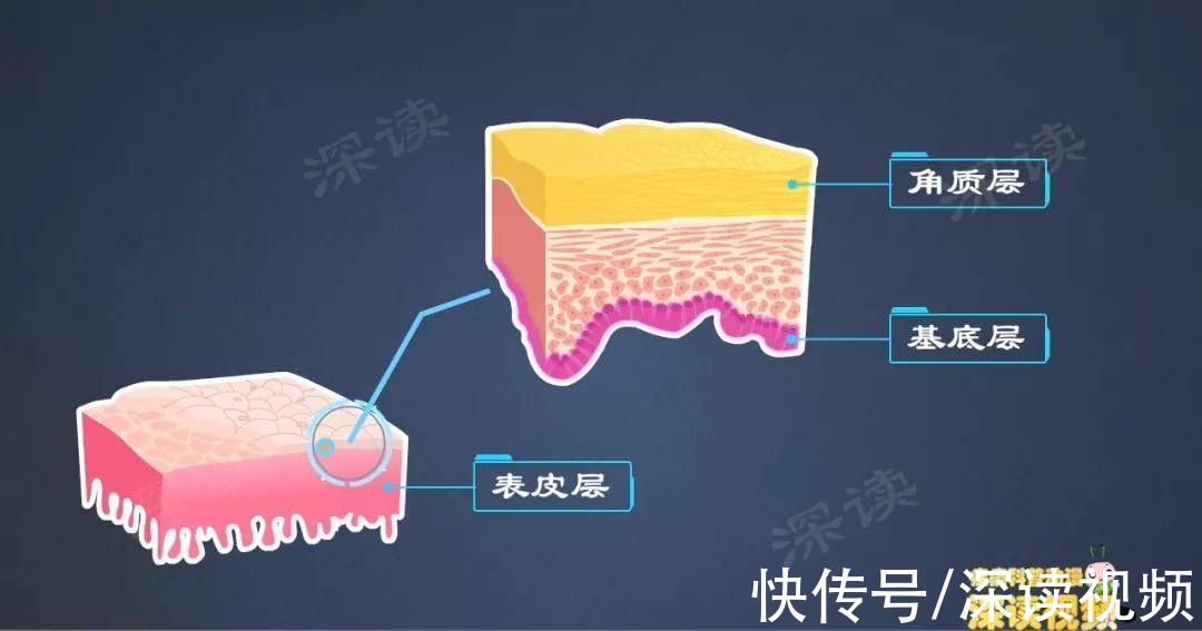 深读君|私处反复疱疹、溃烂？解密生殖器疱疹症状背后的真实原因，超赞