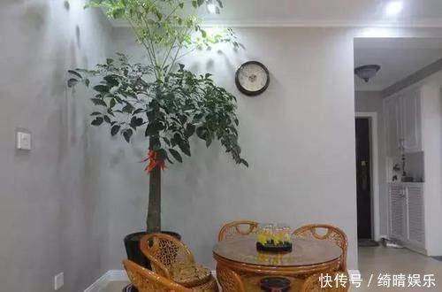 亲戚|买了电梯房的一楼,亲戚骂我脑子进水,看完阳台花园,赖着不想走