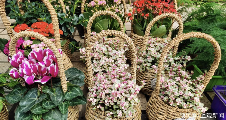  上海中心城区这个花市春节不打烊，“宅家中，在鲜花旁喝下午茶，挺好”