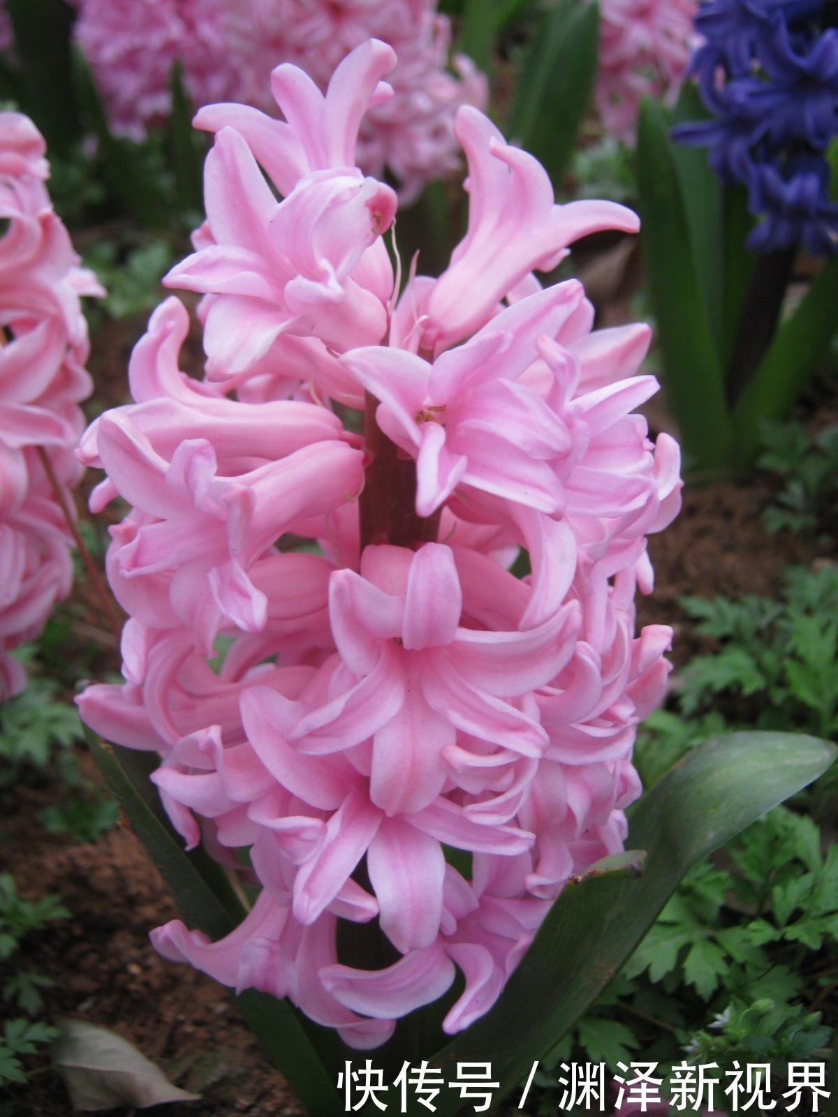 此花是代表了胜利和怀念的花,花朵紧簇,就像是一个花球一样