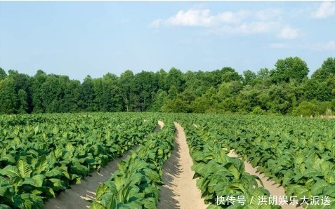 西红柿生吃和做熟吃的营养原来不一样!您平时喜欢生吃还是熟吃