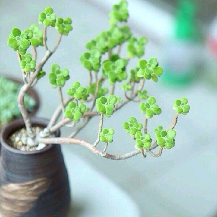 春天养盆它,可爱又芳香,提神醒脑,找个枝条扦插即活