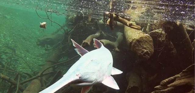 动物|一百年来,中国灭绝了多少动物?