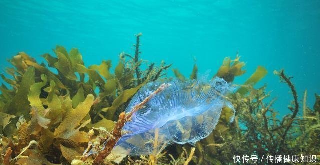 这些菜是“高血糖”克星，降血糖，保健康，促恢复，并在我们身边