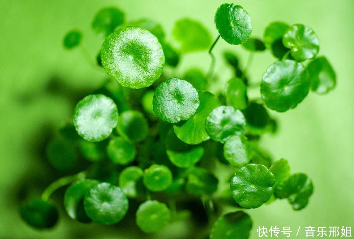 3种花最喜欢水，天天浇也没事，新手养一月花开满盆