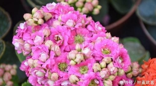 保湿|很好养的6种花草，扦插生根快，花儿开成团，漂亮易养活