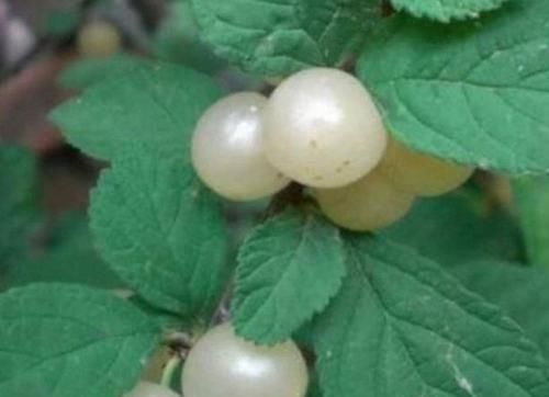 人人愛吃的好食物，不可錯過，減肥瘦身，消除便秘，預(yù)防衰老