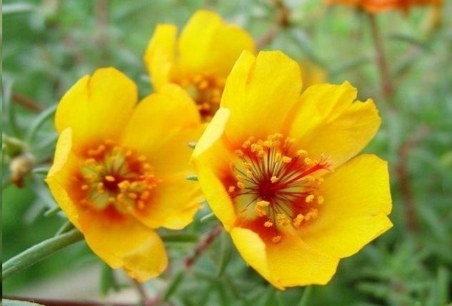 光照|7种一年四季开花的植物，阳台养一盆，天天有花看！