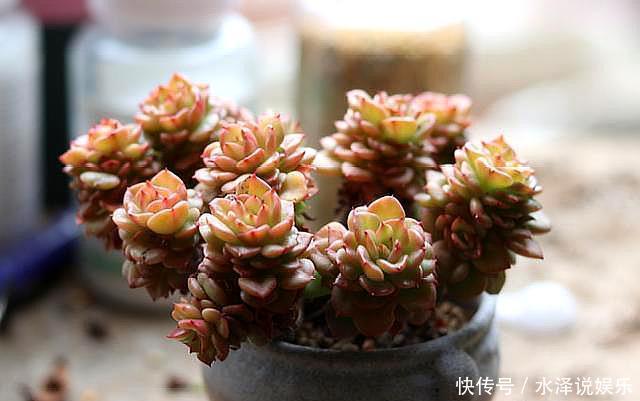 浇水|夏季养多肉,“保命”是关键,做好4要点,轻松度过“生死劫”