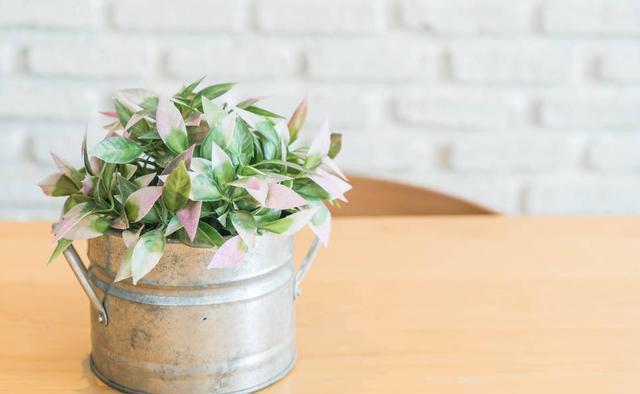 坏事|3种植物最怕“乱浇水”,有时候太勤快反而坏事,管住手，不烂根