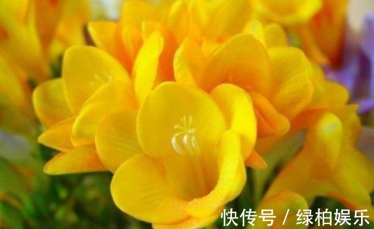 养花就养这几款,全年开花不停,花开芳香四溢,养在家中香飘满屋