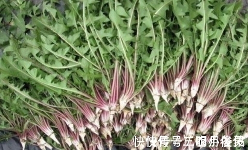 野菜|农村最常见的三种野菜，8090都吃过，城里人没吃过！