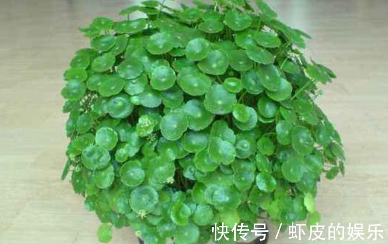 3种过期小药片,用来养花疯长不停,不黄叶不烂根,延长花期