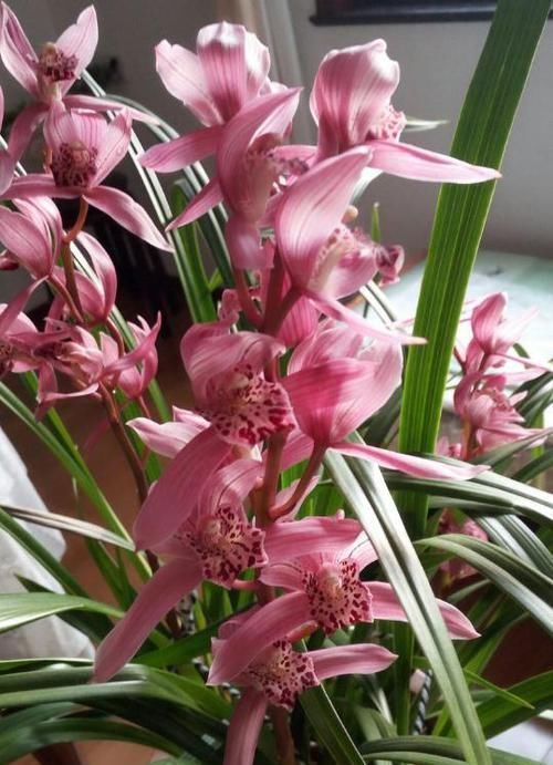 获得4次金奖的兰花,开花后美艳动人,气味芳香,新老兰友都能养