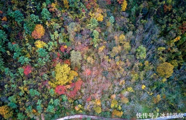 秘境|媲美光雾山！平武这条沟，藏着一个惊艳的彩林秘境！