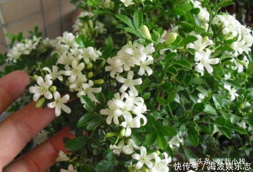 效果|晚上睡觉蚊子多别点蚊香,养“3种花”,驱蚊效果赞,入睡快