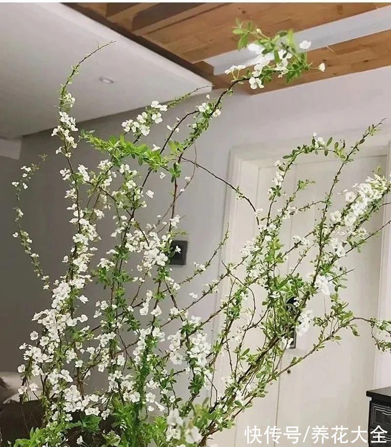 1种花叫“雪柳”,剪几根枝插水里,7天长叶,一个月开花,绝美