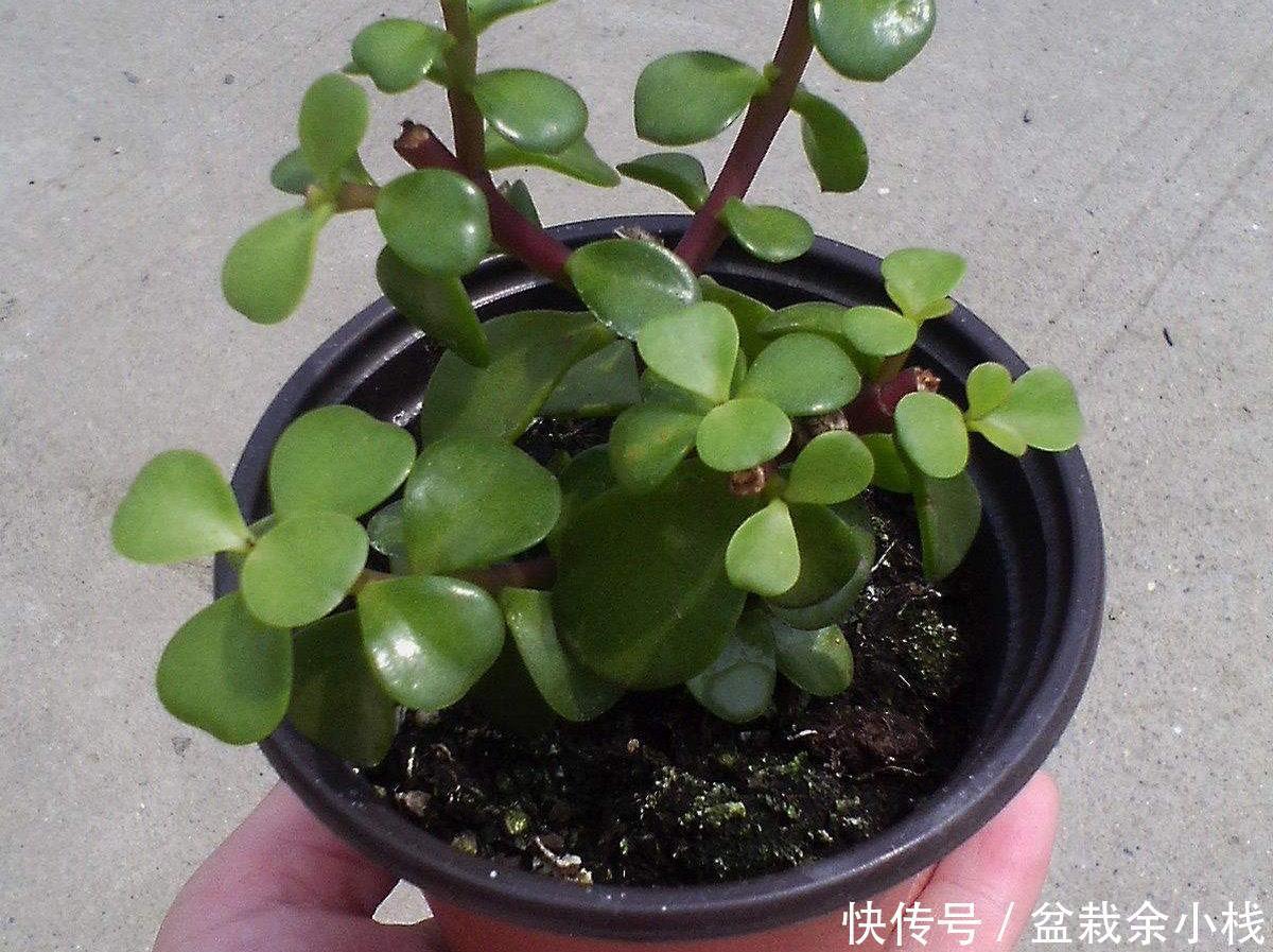 金枝玉叶|扦插金枝玉叶,用1招,长根快,成活率高达99%