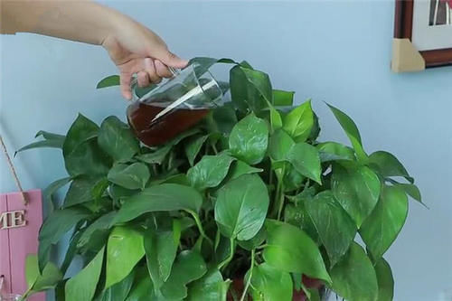 吃亏|快在花盆里撒一把大米,我也是才知道咋回事,别不信,越晚越吃亏