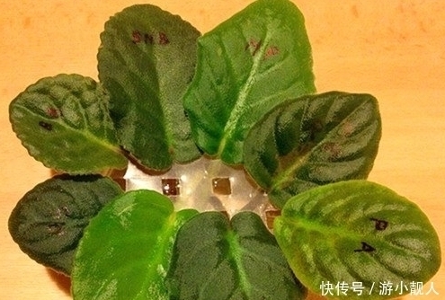 叶子|只需一片叶子就能长到“爆盆”的4种盆栽