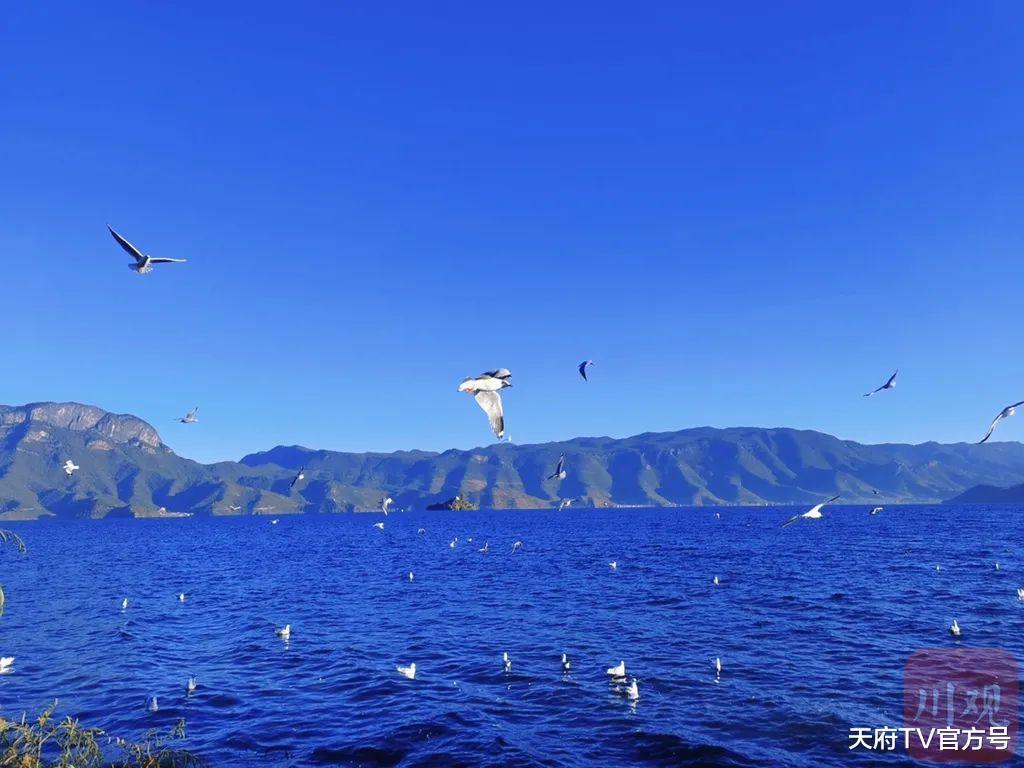 海鸥|海鸥“先头部队”飞临泸沽湖，最美冬季开始啦