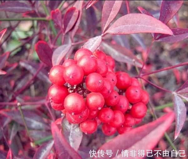 一花一世界 一叶一菩提 奇花异果红天竹 花语养殖赏花旅游 快资讯