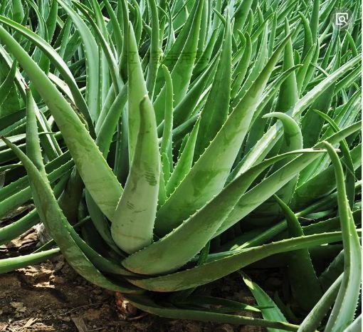 养花不能宠,你对它越好死的越快,不管不问反而爆盆了!