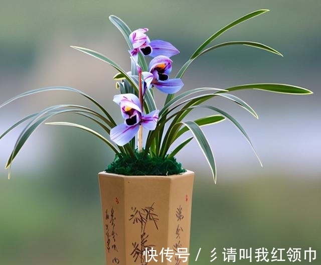 兰花界新宠,矮种—紫月荷,开花后自带仙气,百看不厌,百赏不倦