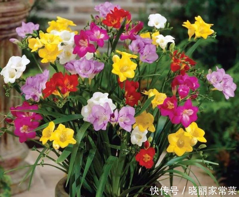 此款花卉便宜又好养,幽香暗淡,花型圆滚惹人爱,值得拥有