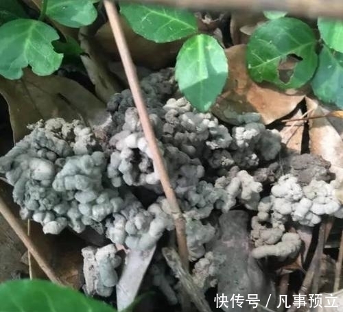 烂根|养花土里掺点它,盆土疏松肥沃,不黄叶不烂根,啥花都喜欢!