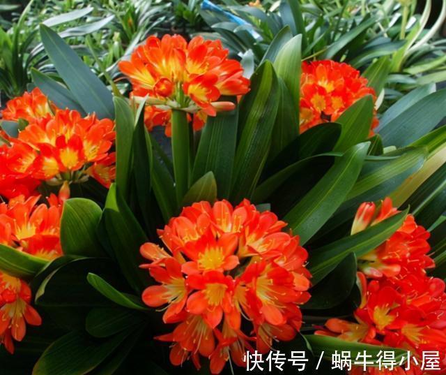 分化|想不想君子兰快速开花?秋季做好这3点,根系满盆,快速长花苞
