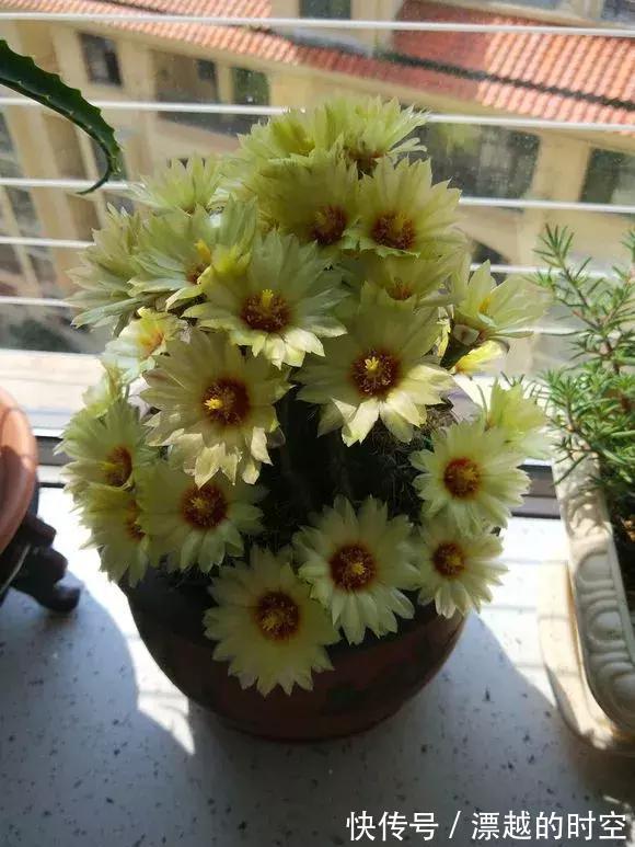 3种仙人球,就像“开花机器”,一开上百朵,个个了不起!