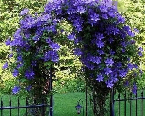 春天种上爬藤植物，夏天花儿爬满墙！